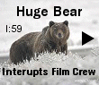 A film crew was filming a commercial in the wilderness, when a huge bear appeared.